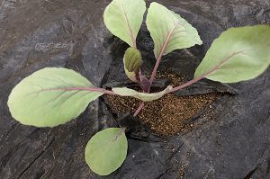 赤キャベツの苗植え