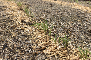 発芽と1回目の間引き