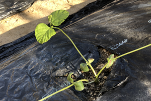 枝豆の苗植え