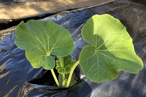 ミニカボチャの苗植え