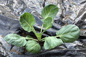 芽キャベツの苗植え