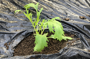 水菜の苗植え