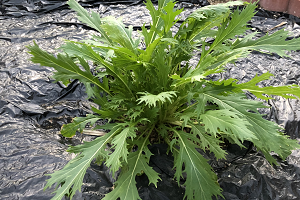 水菜収穫目前