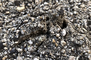 じゃがいもの発芽直前