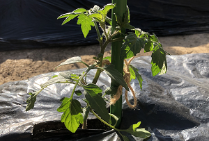 ミニトマトの苗植え