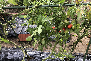 苗植えから3か月